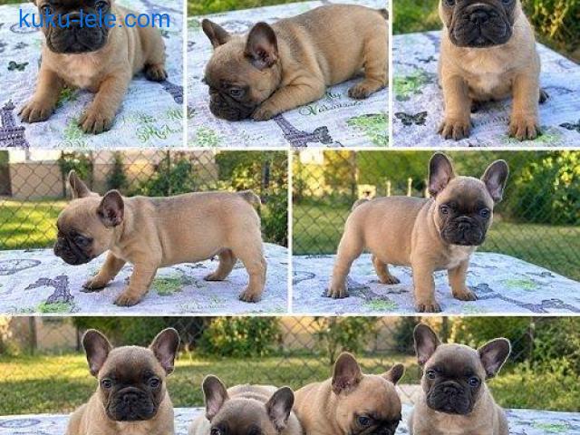 Francuski buldog