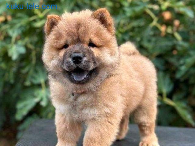 Chow Chow / Čau Čau štenci