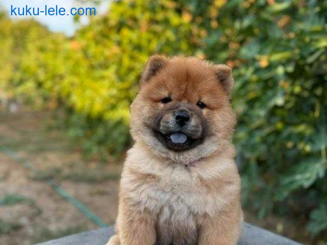 Chow Chow / Čau Čau štenci