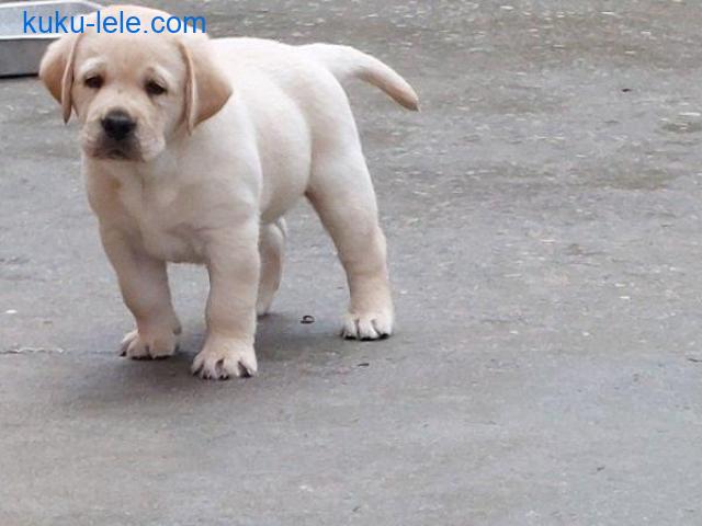 LABRADOR RETRIVER