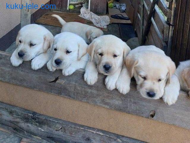 LABRADOR RETRIVER