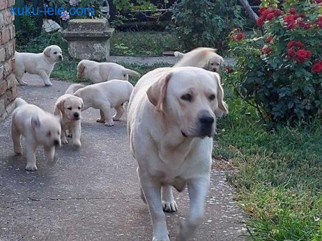 LABRADOR RETRIVER