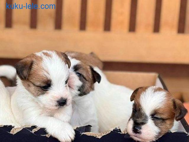 Oštrodlaki Džek Rasel terijer (Jack Russell Terrier) štenci