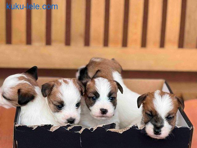 Oštrodlaki Džek Rasel terijer (Jack Russell Terrier) štenci