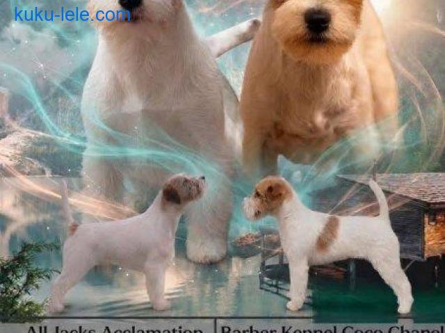 Oštrodlaki Džek Rasel terijer (Jack Russell Terrier) štenci