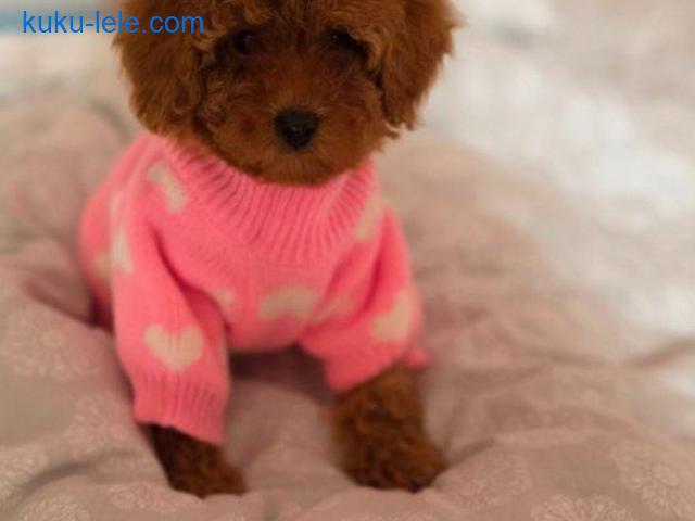 Nove bebice toy I mini pudle