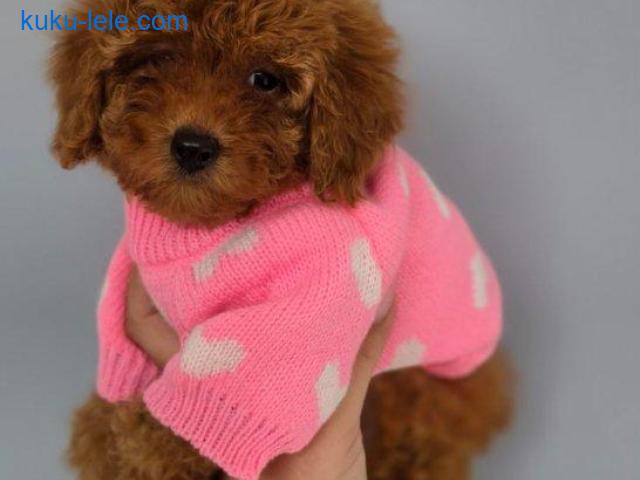 Nove bebice toy I mini pudle