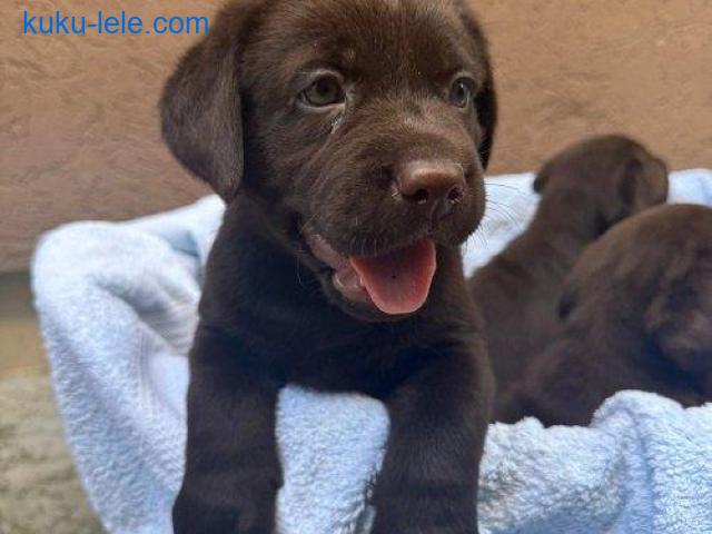 Cokoladni labrador