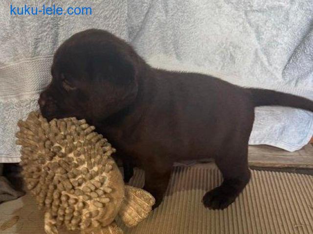 Cokoladni labrador