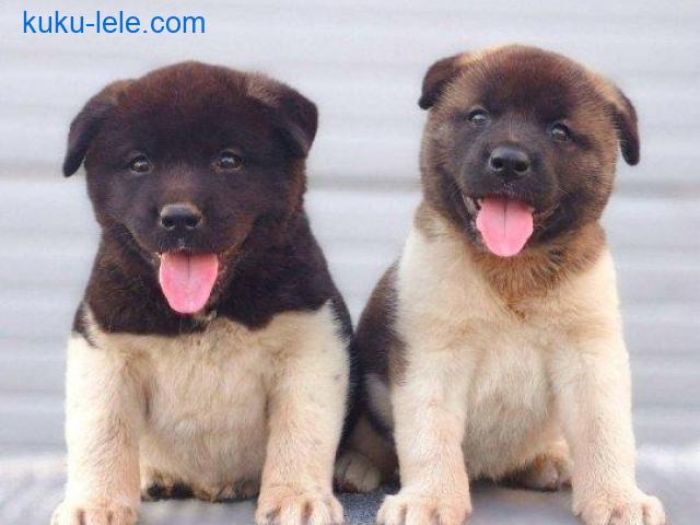 Američka Akita štenci