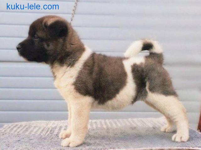 Američka Akita štenci