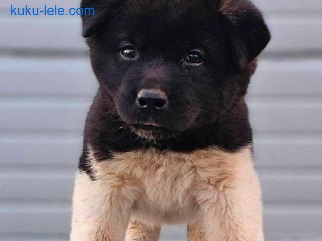 Američka Akita štenci