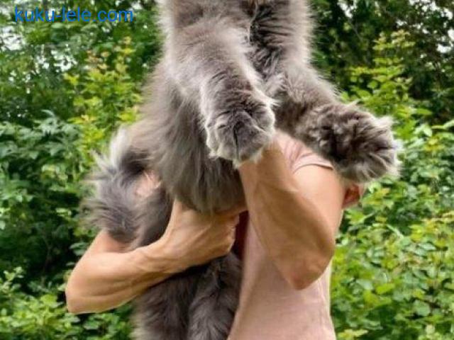 Maine Coon mačići