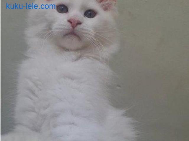 Maine Coon mačići
