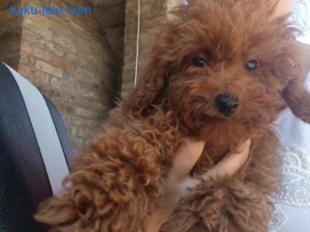 Crvena toy pudla