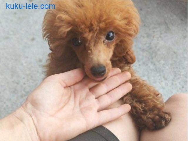 Crvena toy pudla
