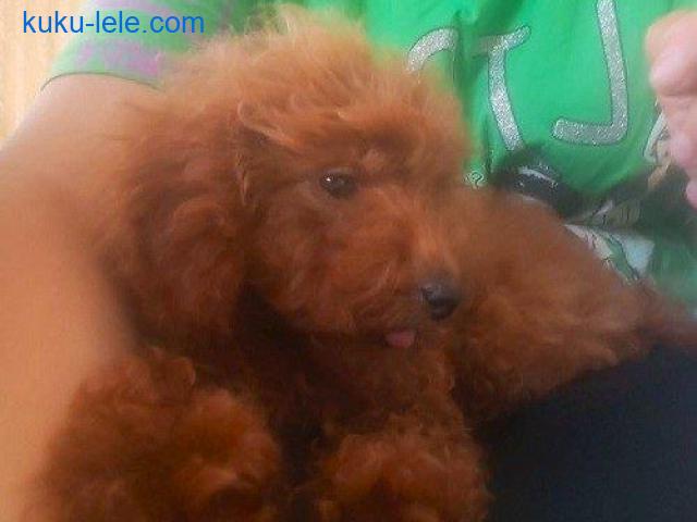 Crvena toy pudla