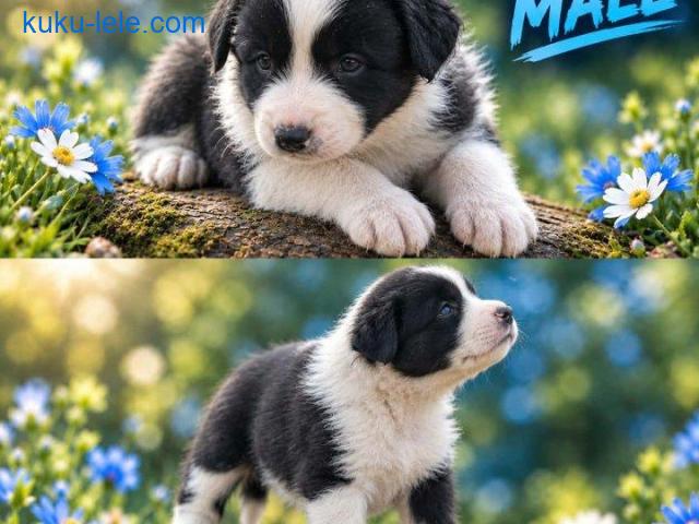 Border collie štenci