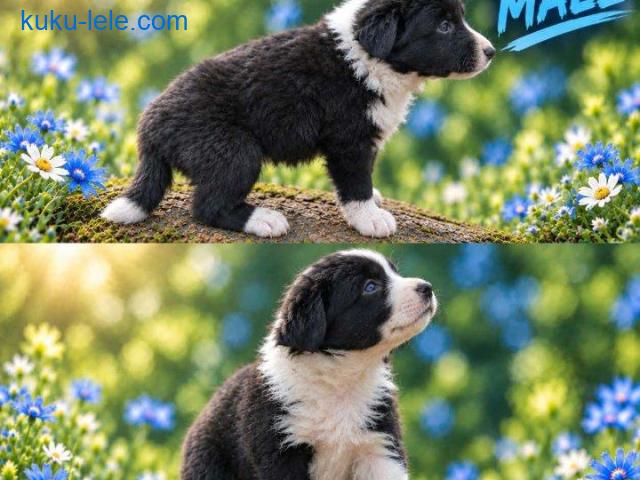 Border collie štenci