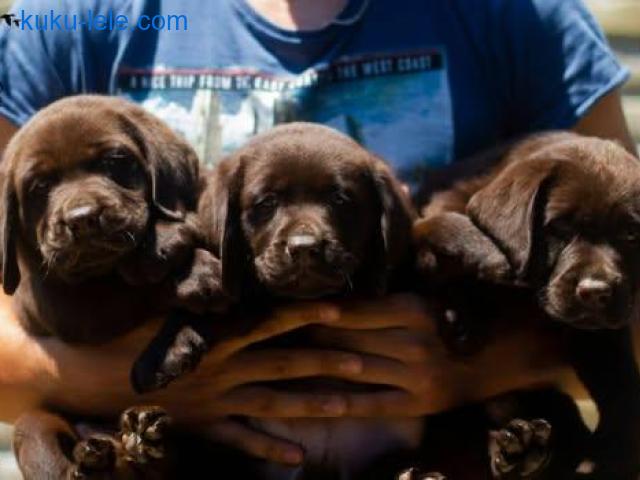 Čokoladni Labrador Retriver štenci
