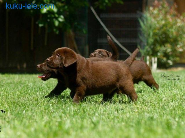 Čokoladni Labrador Retriver štenci