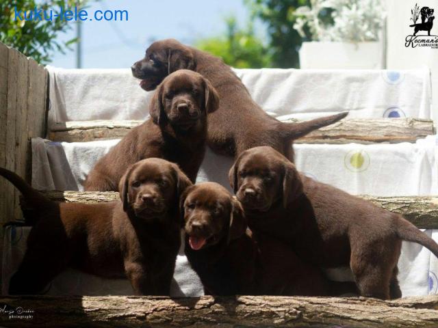 Čokoladni Labrador Retriver štenci