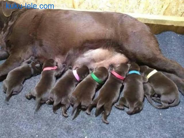 Čokoladni Labrador Retriver štenci