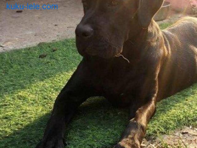 Cane Corso mlad pas