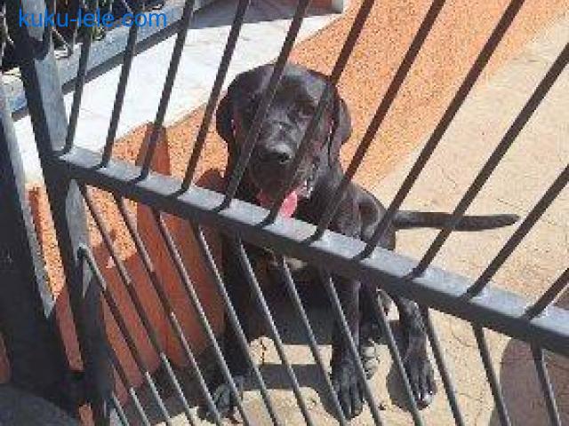 Cane Corso mlad pas