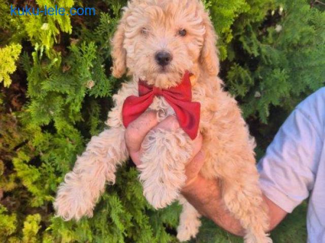 Labradoodle F1b preslatki štenci