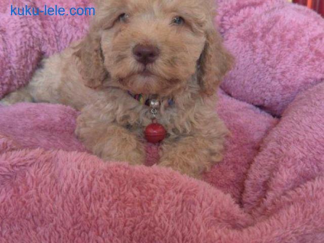 Labradoodle F1b preslatki štenci