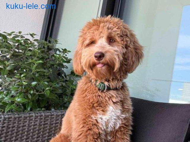 Labradoodle F1b preslatki štenci