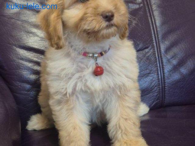 Labradoodle F1b preslatki štenci