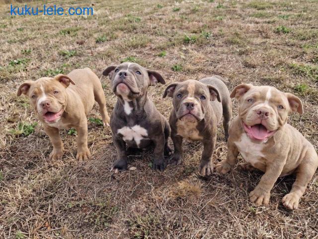 EXOTIC BULLY ŠTENCI