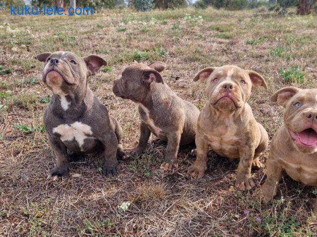 EXOTIC BULLY ŠTENCI